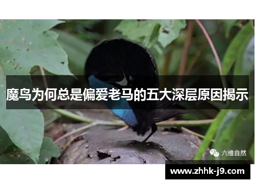 魔鸟为何总是偏爱老马的五大深层原因揭示 魔鸟为何总是偏爱老马的五大深层原因揭示